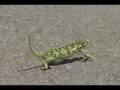 Funny Yemeni Chameleon !!