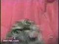 Pets and Animals Compilation Bloopers