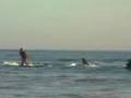 Shark Surfer (Hai)