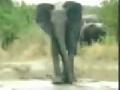 /4a2571a3bf-elephant-slips-in-mud