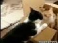 Cat Fight In Box