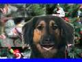/e8b28a8b90-christmas-song-bytwo-dogs-a-cat