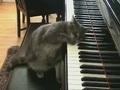 Klavier Kätzchen