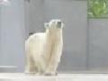/3b1d6d9432-dancing-polar-bear