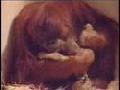 Birth of a Baby Orangutan
