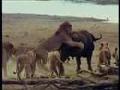 /8fdc202158-lions-hunt-buffalo