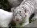 /02b3af377d-white-tiger-cubs