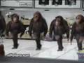 /3ec5927e84-irischer-monkey-dance