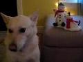 Hund singt Jingle Bells