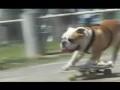 Skateboard Hund