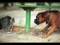 /dd94685b70-cats-vs-dogs
