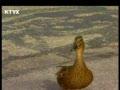 Mama duck saves stuck ducks