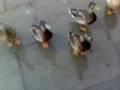 /ff01a1c08f-duck-dance