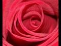 /36cf17fb50-de-phazz-roses