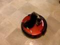Kittens Riding Vacuum