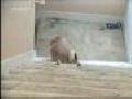 /b21e67f839-clever-dogies-funny-videos
