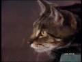/536625364c-funny-cat-video