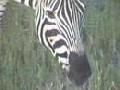 /ad8819894b-zebras-at-nkorho-pan-africa-taiko-drums