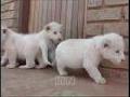 White baby lions