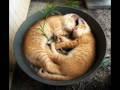 /c58efac262-funny-pictures-of-cats-sleeping-in-strange-places