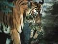 Save Tiger Schützt Tiger