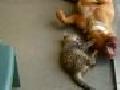 /4631e946b5-pit-bull-and-kitty-in-love