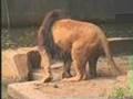 Antwerpen Zoo: Ente nervt Löwe...