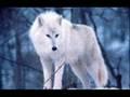 /a16e30cb60-joanne-shenandoah-wolves
