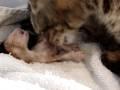 /af665de42a-newborn-kitten