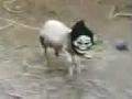Sheep Wearing Scream Mask Scares Herd
