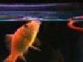 Trained Goldfish Performs Amazing Tricks!!