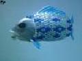 /afeeb2aa62-robot-fish