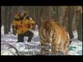 /3539c0184e-siberian-tiger-known-to-kill-adult-brown-bear