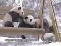 /321c439a33-panda-babies