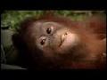 Orangutan Fun at Nyaru Menteng