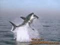 Hai spring aus dem Wasser