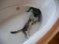 /f3d9f4592b-crazy-kittens-in-tub