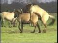 Paarungsverhaltungen und geburt bei den Dülmener Pferden