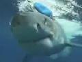 Shark Attacks Through Diver's Cage