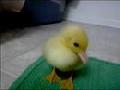 /a80727c376-baby-duck