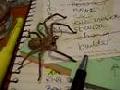 /de394876ec-huntsman-spider-on-my-desk