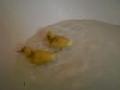 Ducklings in the bath :)