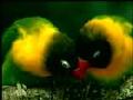/1cb60dc6c0-love-birds-and-parrots