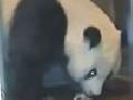 Panda wird geboren