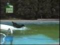 /4f7c4d7c21-amazing-tactical-dog-getting-ball-out-of-pool