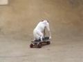 /64381bb19c-jojoe-the-amazing-skateboarding-dog