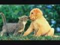 Cute animals - Why can we be friends?