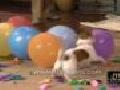 /b3be572a83-dog-blows-up-balloons