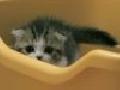 /b573872a95-worlds-adorablest-kitten