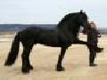 /0dd2d97ea1-friesian-stallion-zorros-babies